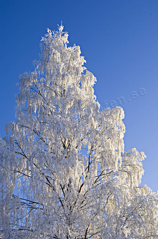 bjrk, bjrkar, frost, frostiga, kallt, kyla, midvinter, rimfrost, stmning, stmningsbild, stmningsbilder, trd, vinter, vinterstmning, rstid, rstider