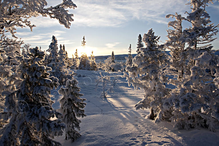 bjrk, dimfrost, fjll, fjllbjrk, fjllen, fjllmotiv, frost, frostig, kallt, kyla, midvinter, natur, rimfrost, solnedgng, stmning, stmningsbild, trd, vinter, vinterbild, vinterstmning, rstider