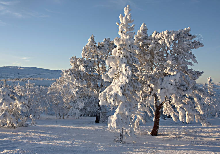 bjrk, dimfrost, fjll, fjllbjrk, fjllen, fjllmotiv, frost, frostig, kallt, kyla, midvinter, natur, rimfrost, solnedgng, stmning, stmningsbild, trd, vinter, vinterbild, vinterstmning, rstider