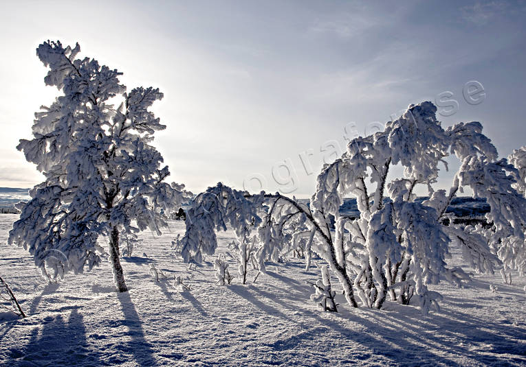 bjrk, dimfrost, fjll, fjllbjrk, fjllen, fjllmotiv, frost, frostig, kallt, kyla, midvinter, natur, rimfrost, solnedgng, stmning, stmningsbild, trd, vinter, vinterbild, vinterstmning, rstider
