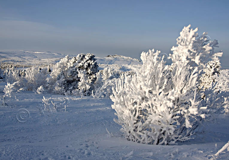 bjrk, dimfrost, fjll, fjllbjrk, fjllen, fjllmotiv, frost, frostig, kallt, kyla, midvinter, natur, rimfrost, solnedgng, stmning, stmningsbild, trd, vinter, vinterbild, vinterstmning, rstider