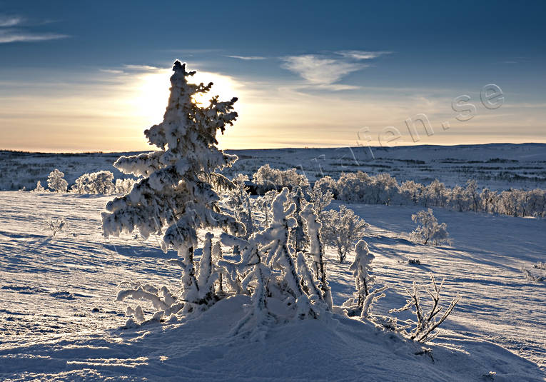 dimfrost, fjll, fjllen, fjllmotiv, frost, frostig, kallt, kyla, midvinter, natur, rimfrost, solnedgng, stmning, stmningsbild, trd, vinter, vinterbild, vinterstmning, rstider