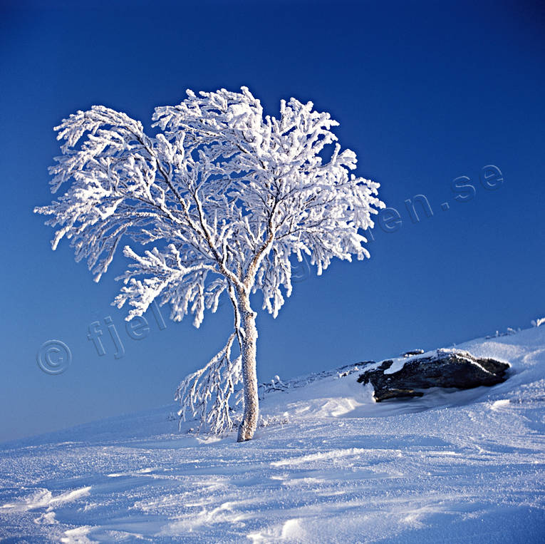 bl, fjllbjrk, frost, frostigt, kallt, natur, rimfrost, stmning, stmningsbilder, trd, vinter, rstid, rstider