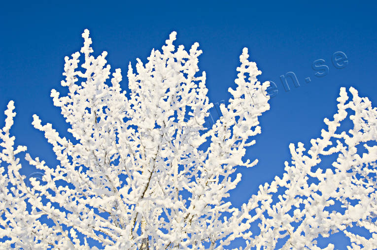 frost, frostiga, kallt, kyla, midvinter, rimfrost, stmning, stmningsbild, stmningsbilder, trd, vinter, vinterstmning, rstid, rstider