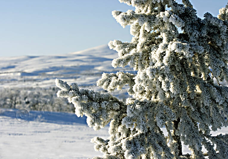 frost, gran, kallt, kyla, rimfrost, stämning, träd, vinter, vinterstämning, årstider