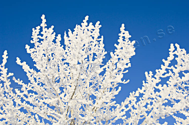 frost, frostiga, kallt, kyla, midvinter, rimfrost, stämning, stämningsbild, stämningsbilder, träd, vinter, vinterstämning, årstid, årstider