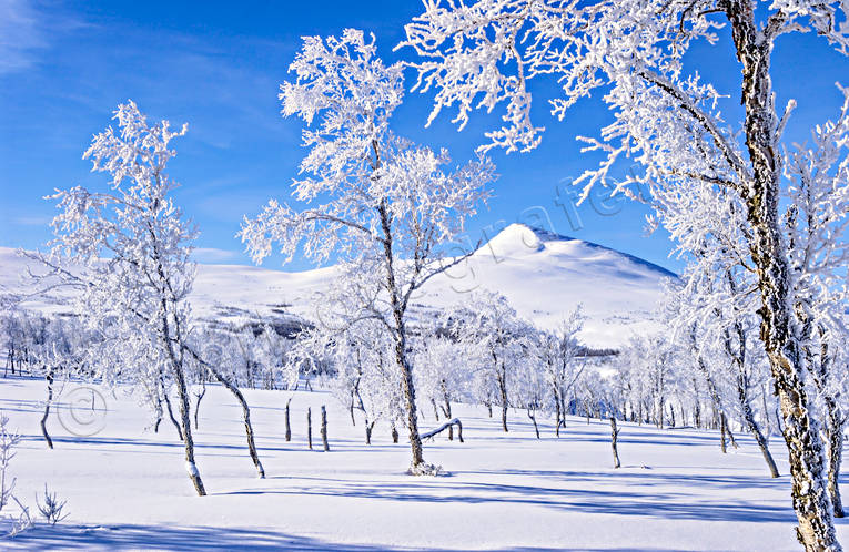 Rimfrost vid fjället Gaajsartjahke fjäll, Gaajsartjahke, Landskap, lappland, rimfrost, snö, stämningsbild, vinter, vinterfjäll, vita vidder, vårvinter, årstid, årstider