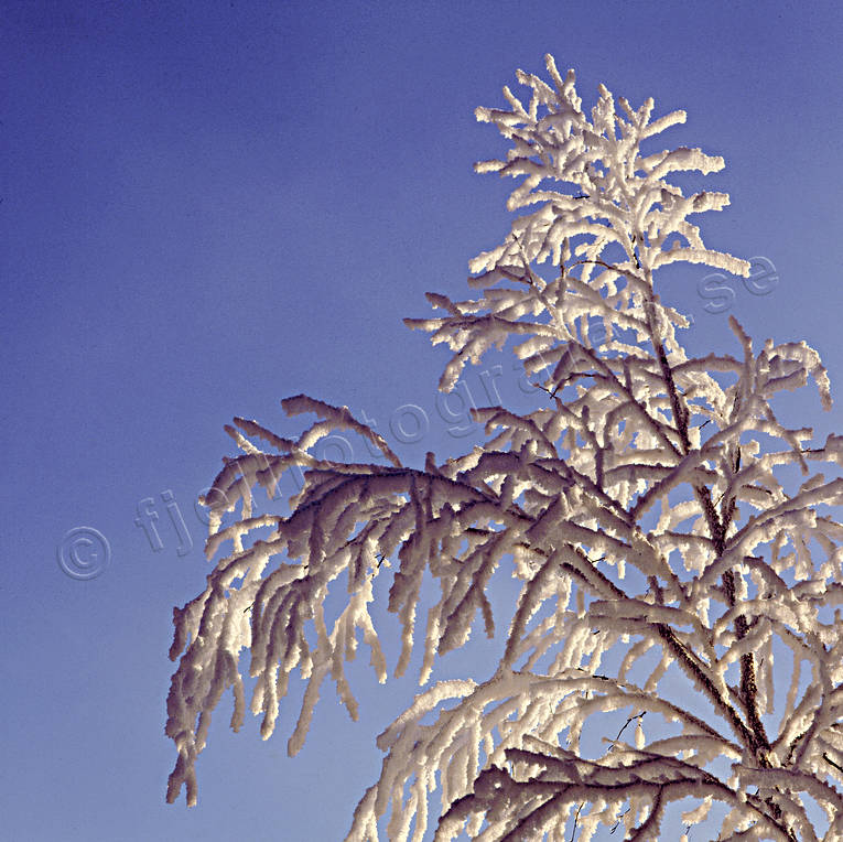 bjrk, frost, frostig, frostiga, julkort, julstmning, rimfrost, stmning, stmningsbild, stmningsbilder, trd, vinter, rstid, rstider