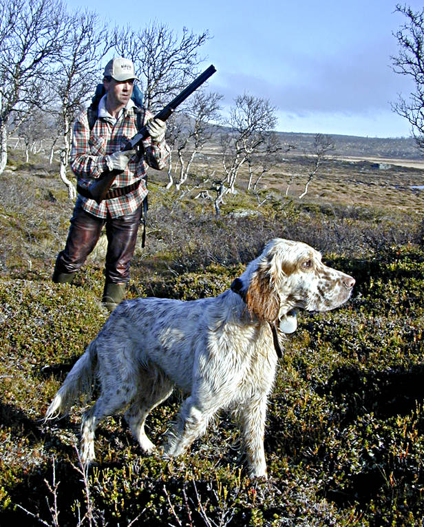 Ripjakt Engelsk setter i stånd djur, däggdjur, engelsk setter, fjälljakt, fågelhund, fågeljägare, hund, hundar, jakt, ripjakt, setter, stående fågelhund