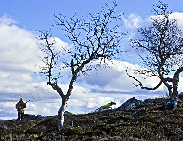 Ripjakt med engelsk setter fjälljakt, fågeljakt, jakt, ripjakt, stående fågelhund