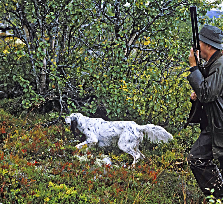 Ripjakt med engelsk setter djur, däggdjur, engelsk setter, fjäll, fjälljakt, fågelhund, fågeljakt, hund, hundar, jakt, jaktprov, ripa, ripjakt, setter, stående fågelhund, stånd