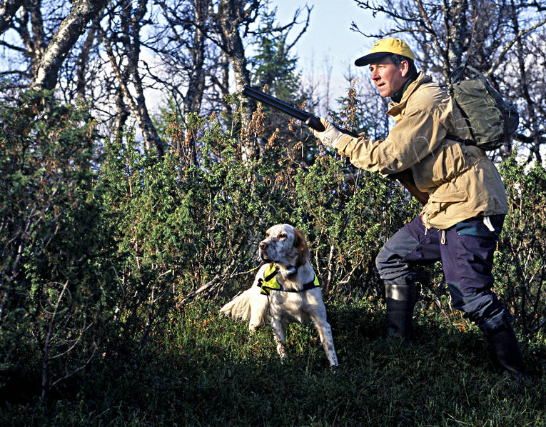 Ripjakt med stående fågelhund djur, däggdjur, engelsk setter, fjälljakt, fågeljakt, hund, hundar, jakt, jägare, ripjakt, setter, stående fågelhund, stånd