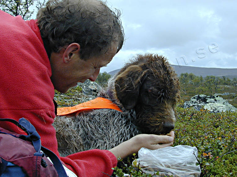 Ripjägare matar sin hund djur, däggdjur, erik fernström, hund, hundar, jakt, jägare, mata, matar, ripjakt