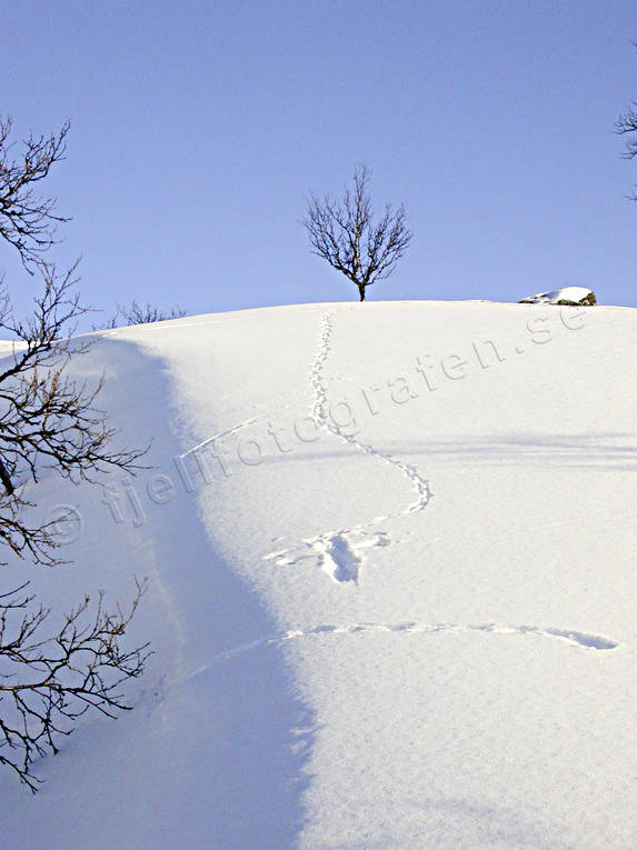 Ripspår djur, fjäll, fjällen, fjällripa, fåglar, ripspår, snögrop