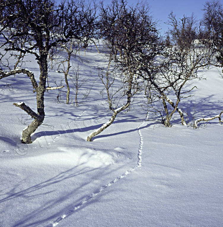 Ripspår i snö dalripa, djur, fåglar, ripa, ripspår, snö, spår, vinter