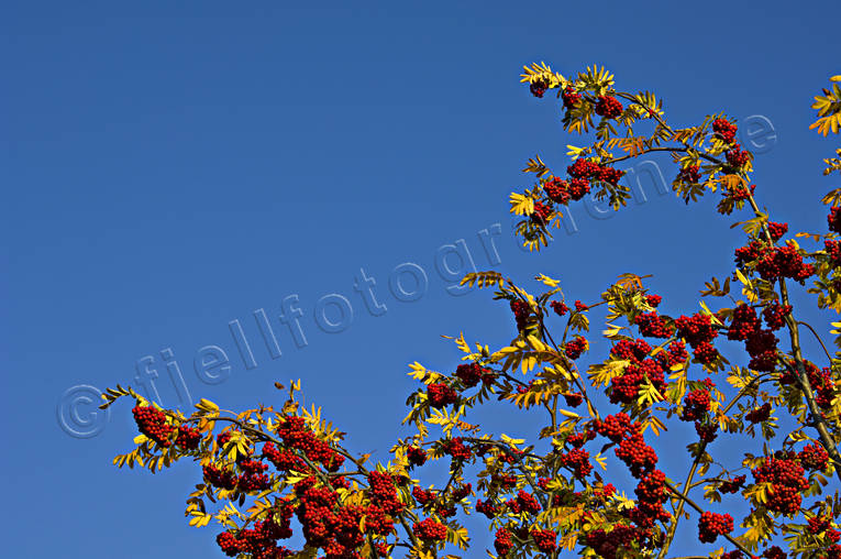 bl, br, himmel, hst, moget, mogna, rnnbr, rstid, rstider
