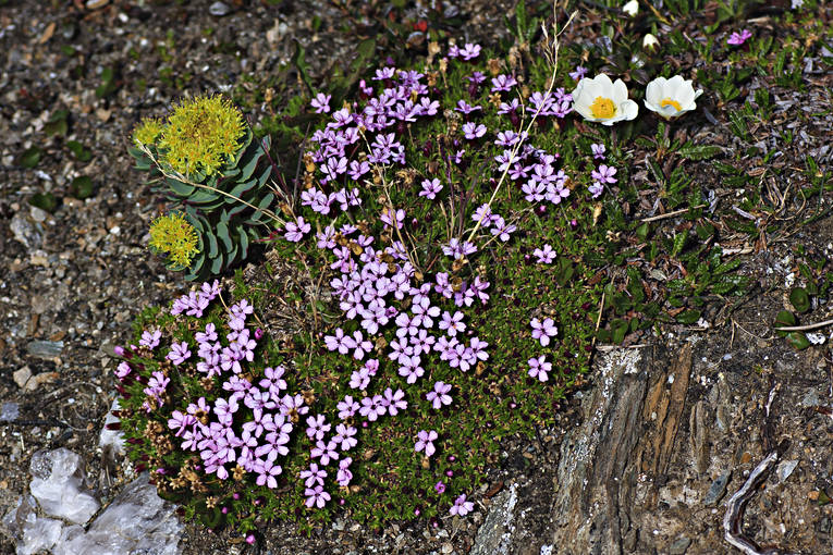 Rosenrot fjällglim fjällsippa biotop, biotoper, blomma, blommande, blommor, fjäll, fjällblommor, fjällen, Fjällglim, fjällsippa, natur, rosenrot, växt, växter
