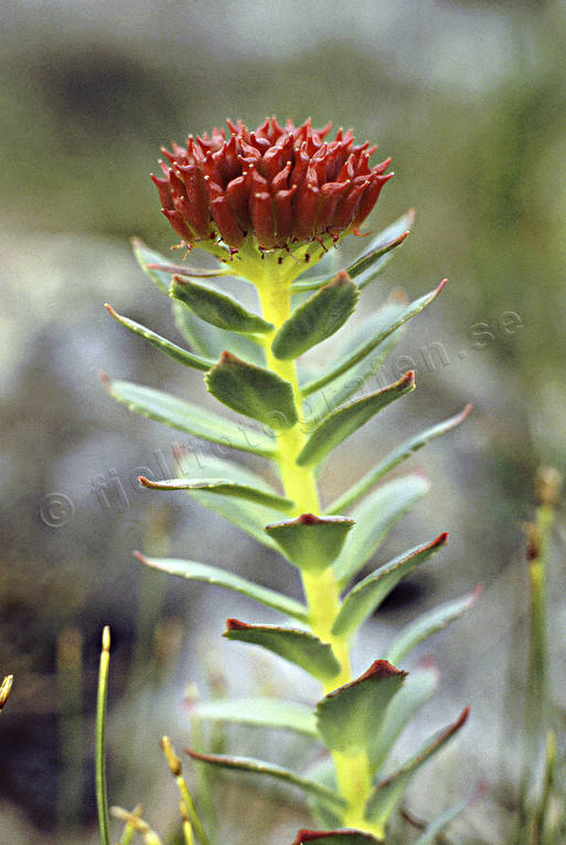 Rosenrot i Jämtlandsfjällen biotop, biotoper, blommor, fjäll, fjällen, natur, rosenrot, växter