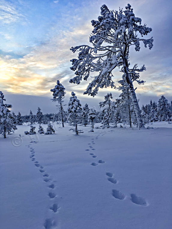 harspr, julstmning, midvinter, myr, myrmarker, natur, rvspr, spr, stmning, stmningsbild, stmningsbilder, vinter, rstid, rstider