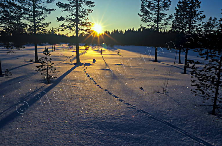 djur, dggdjur, motljus, rv, rvspr, rdrv, sn, solnedgng, stmning, stmningsbild, stmningsbilder, vinterbild
