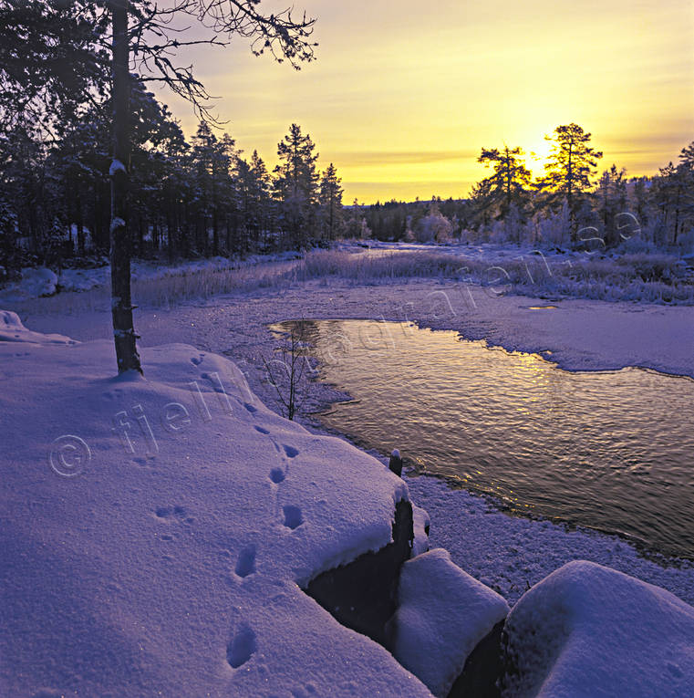 djur, dggdjur, Forsn, Jmtland, kvll, Landskap, motljus, rv, rvspr, rdrv, stmning, stmningsbild, stmningsbilder, vattendrag, vinter, vinterkvll, rstid, rstider