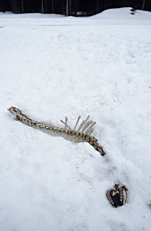Ryggrad från rådjur i snö djur, däggdjur, dött, kadaver, ryggrad, rådjur, svält