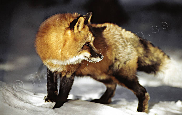 Räv i närbild djur, däggdjur, mickel, räv, rödräv, skogsglänta, vinter