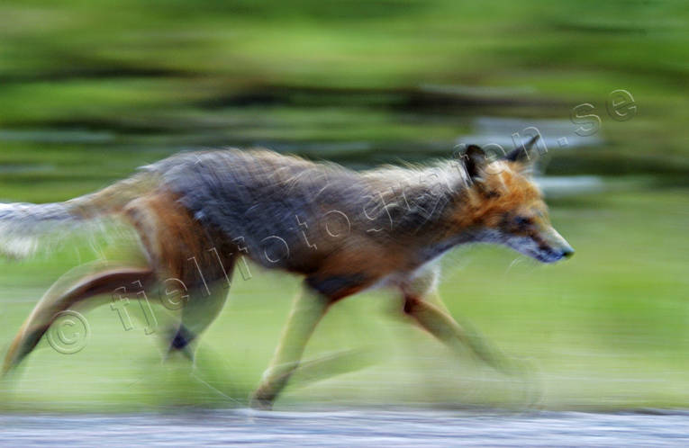 Räv i trav djur, däggdjur, mickel, oskarp, oskärpa, räv, rödräv, rörelse, trav