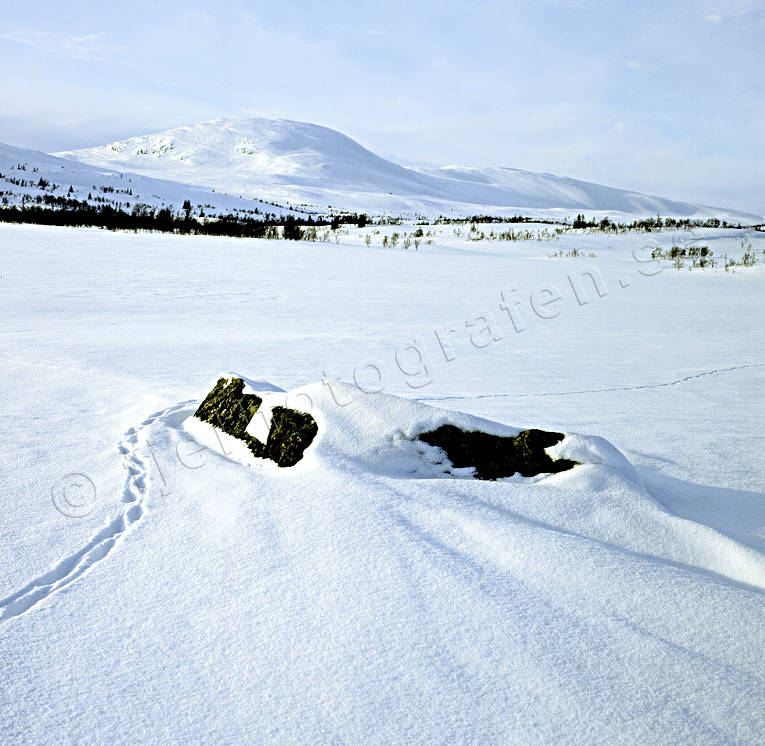 Rävspår i fjällen Daletjahke, fjällandskap, fjällvärld, Jämtland, Landskap, rävspår, Sösjöfjällen, vinter