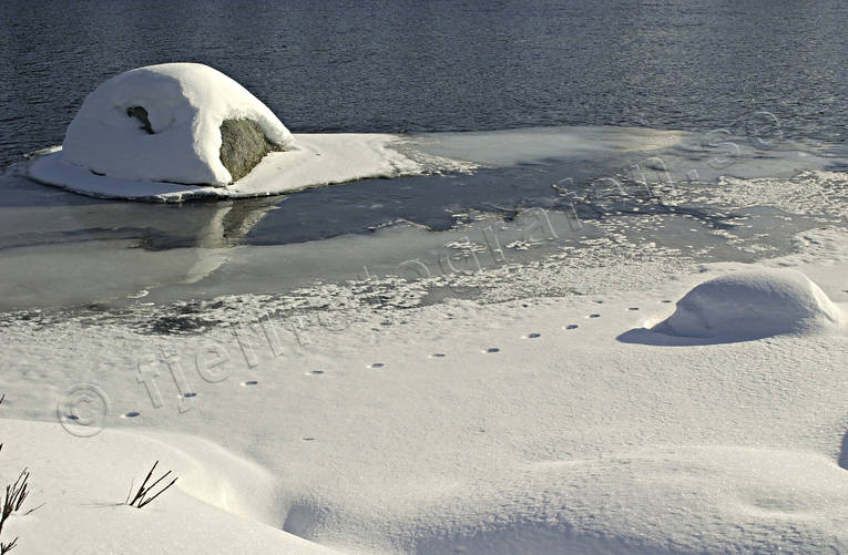 Rävspår på iskant djur, däggdjur, is, räv, rävspår, rödräv, snö, spår