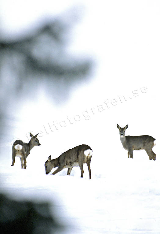 Rådjur på snö betar, djur, däggdjur, rådjur, snö, vinter, vinterbete