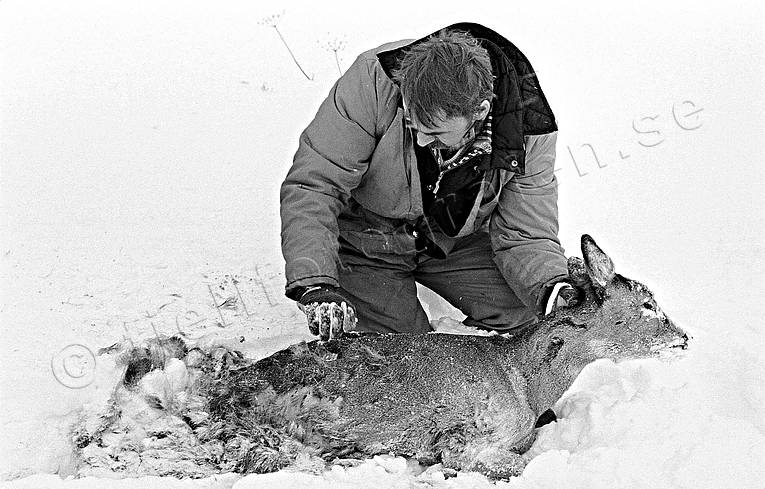 Rådjursjet riven av hund djur, däggdjur, död, get, hetsas, rivet, rådjur, rådjursget, råget