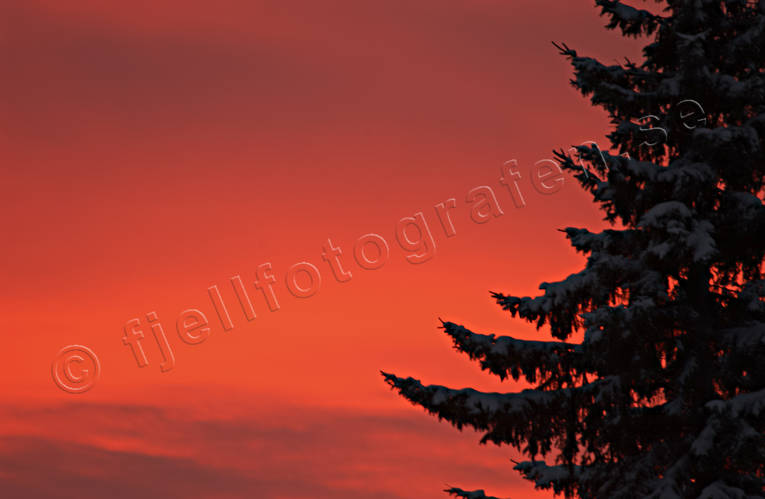 Röd himmel bakom gran gran, gryning, himmel, julkort, julstämning, Jämtland, röd, solnedgång, stämning, stämningsbild, stämningsbilder, träd, vinter, årstid, årstider