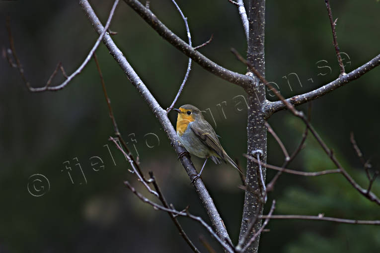 Rödhake djur, Erithacus rubecula, fågel, fåglar, rödhake, småfågel, småfåglar