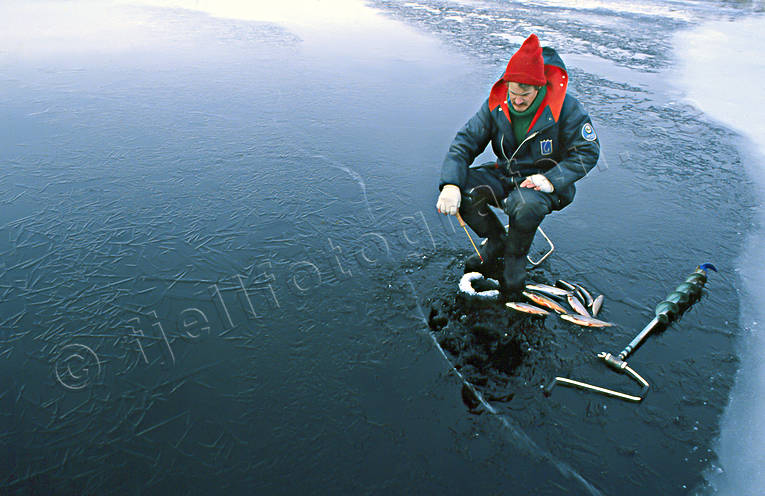 Rödingfiske på första isen fiske, is, isfiske, nyis, pimpel, pimpelfiske, röding, rödingfiske, sportfiske, vinterfiske