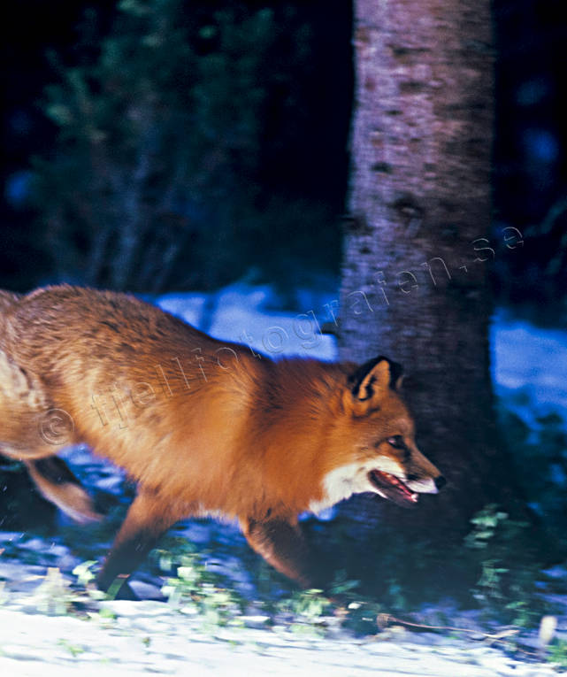 Rödräv i språng djur, däggdjur, hunddjur, mickel, räv, rödräv, springande, springer, språng