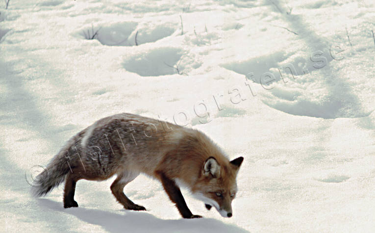 Rödräv på snö djur, däggdjur, mickel, räv, rödräv, smyga, snö, vinter