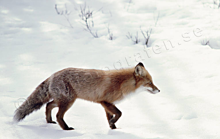 Rödräv på snö djur, däggdjur, mickel, räv, rödräv, smyga, snö, vinter