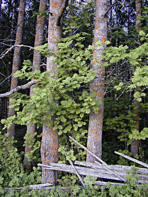 Råskog | natur skog r 195 182 nnl 195 182 v och aspstammar 169 toj 02930 Råskog | natur skog r 195 182 nnl 195 182 v och aspstammar 169 toj 02930