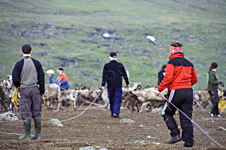 arbete, djur, dggdjur, fjll, jobb, kalvmrkning, kultur, lasso, renar, same, samekultur, samer, Sapmi