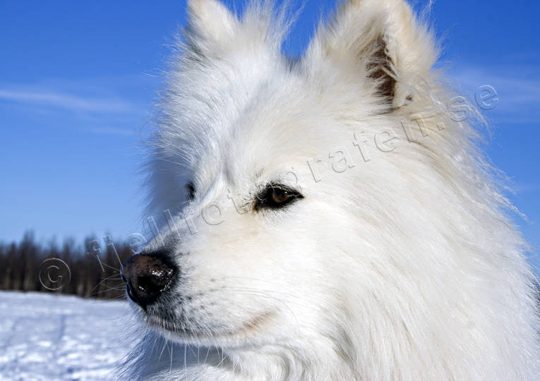 djur, draghund, däggdjur, hundar, hundsport, polarhund, samojed, slädhund, slädhundar, vinter, vintersport
