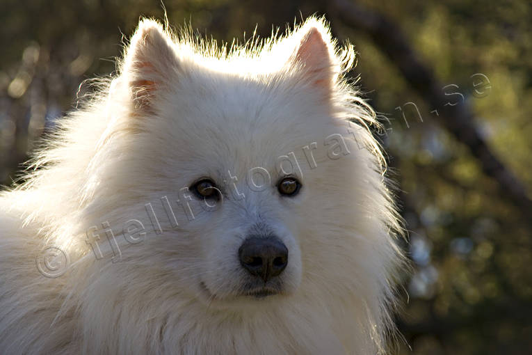 ansikte, djur, draghund, dggdjur, hundar, polarhund, samojed, sldhund, gon