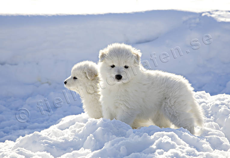 djur, draghund, dggdjur, hundar, samojed, samojedvalp, samojedvalv, sn, valp, vit