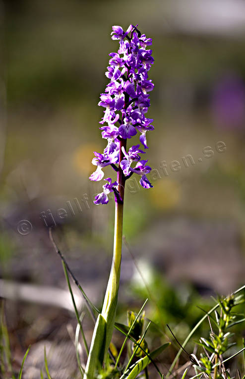 Sankt Pers nycklar biotop, biotoper, blomma, blommor, Landskap, natur, orkide, orkideer, orkideängar, Sankt Pers nycklar, växter, ängar, ängsmark