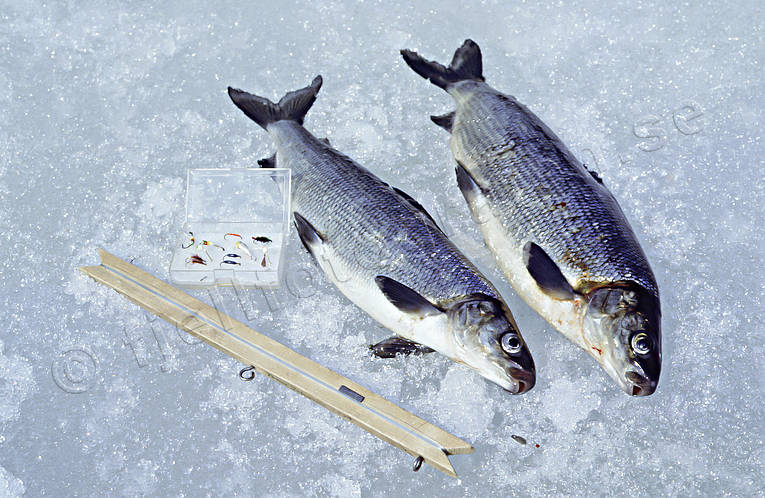 Sikar fångade vid pimpelfiske fisk, fiske, pimpel, pimpelfiske, sik, sportfiske, vinterfiske