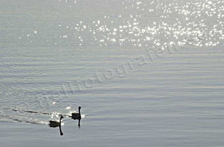 Sjöfåglar på havet djur, fåglar, gäss, havet, höga kusten, kanadagäss, sjöfåglar