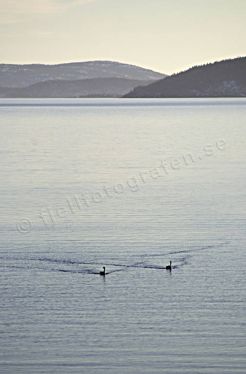 Sjöfåglar på havet djur, fåglar, gäss, havet, höga kusten, kanadagäss, sjöfåglar