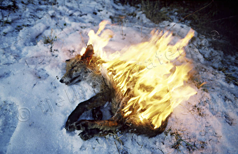 Skabbräv bränns upp djur, däggdjur, kvalster, lidande, parasit, räv, rävskabb, rödräv, skabb, skabbräv