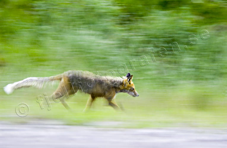 Skabbsjuk räv i rörelse djur, däggdjur, grön, grönt, räv, rävskabb, rödräv, rörelse, skabb, skabbräv, skabbsjuk, springa, springer