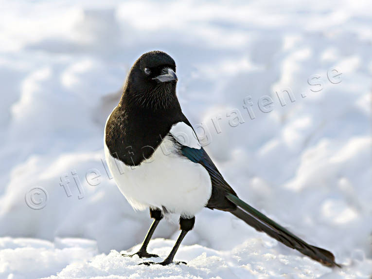 Common Magpie, djur, fgel, fglar, krkfgel, krkfglar, Pica pica, skata